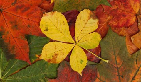 LIN Huidverzorging - schoonheidsspecialiste Almkerk